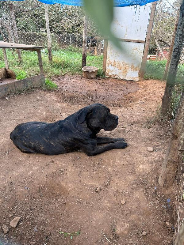 Cj splendido Cane Corso cerca famiglia  Foto 3
