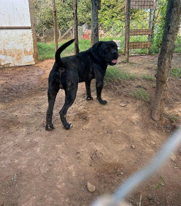 Cj splendido Cane Corso cerca famiglia  Foto 4