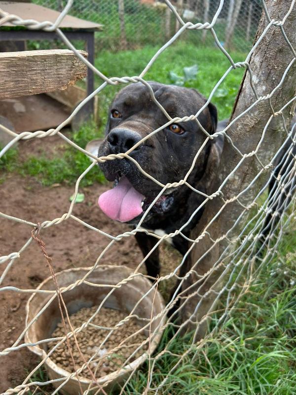 Cj splendido Cane Corso cerca famiglia  Foto 6