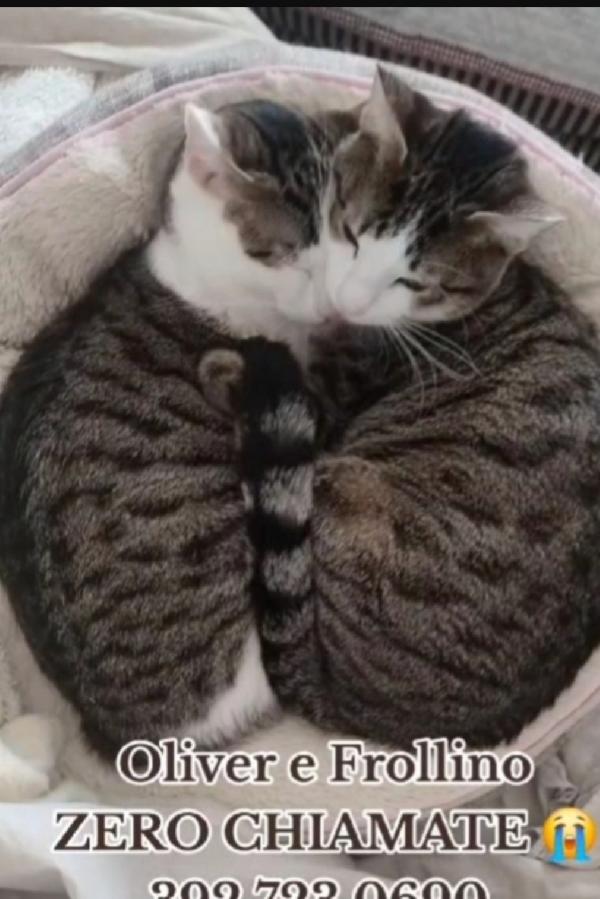 2Mici Tigrati Inseparabili Giovani Sos Roma