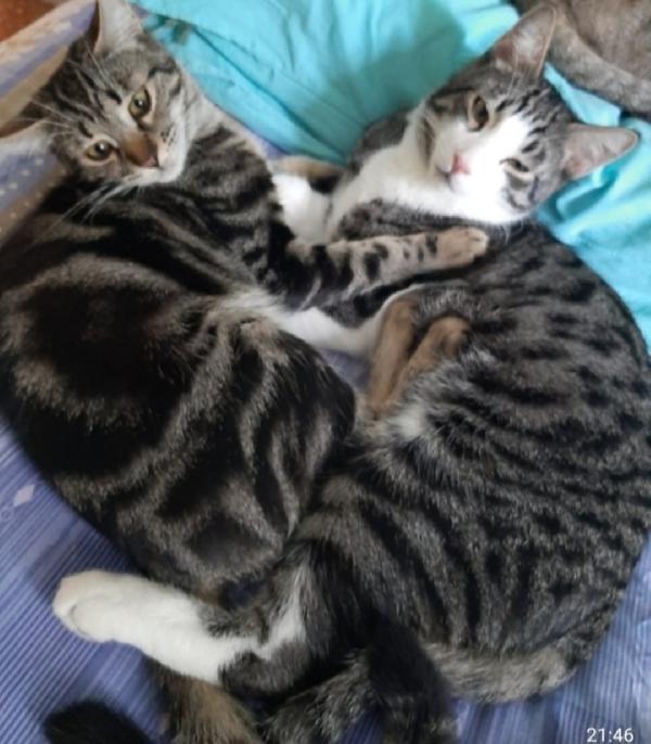 2mici TIGRATI INSEPARABILI giovani SOS ROMA Foto 2