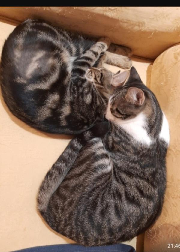2mici TIGRATI INSEPARABILI giovani SOS ROMA Foto 3