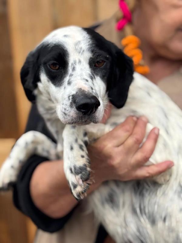 Teresa - cagnolina 1 anno 12 kg cerca casa - in adozione Foto 2