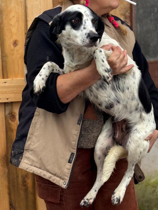 Teresa - cagnolina 1 anno 12 kg cerca casa - in adozione Foto 3