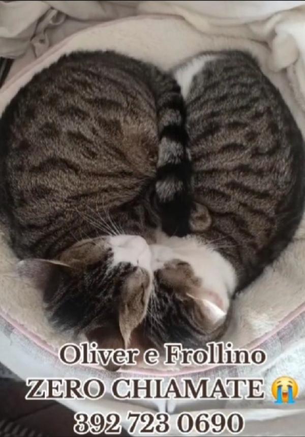 2mici TIGRATI INSEPARABILI giovani SOS ROMA Foto 4