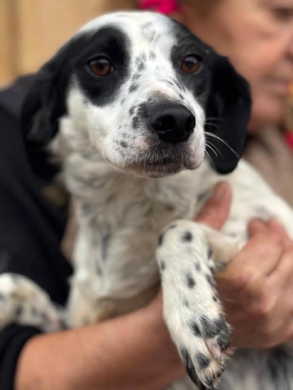 Teresa - cagnolina 1 anno 12 kg cerca casa - in adozione Foto 4