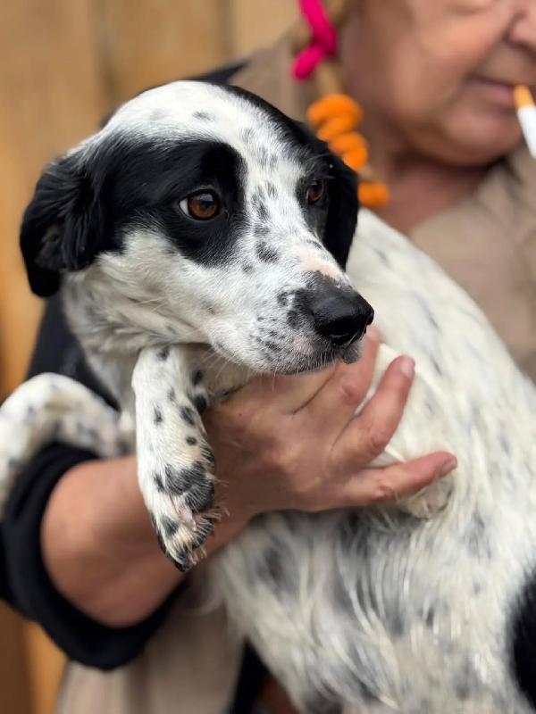 Teresa - cagnolina 1 anno 12 kg cerca casa - in adozione Foto 5