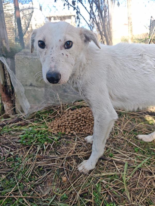 Oipe: Docile E Socievole. Taglia Contenuta