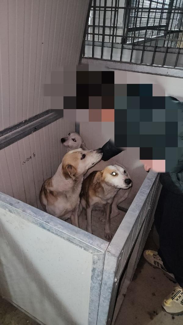 Oipe: docile e socievole. Taglia contenuta Foto 2