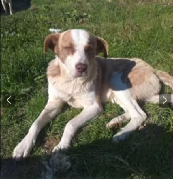 Charly 3/4Anni In Una Terra Ostile..da Salvare 