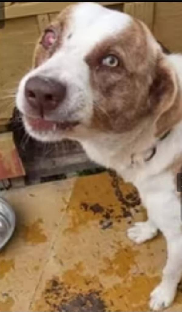 Charly 3/4anni in una terra ostile..da salvare  Foto 2