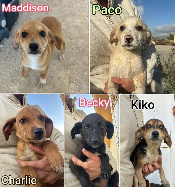 Cucciolotti In Adozione 