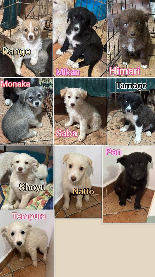 Cucciolotti in adozione  Foto 2