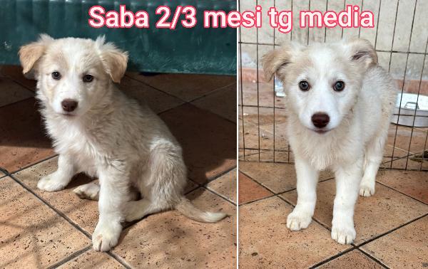 Cucciolotti in adozione  Foto 3