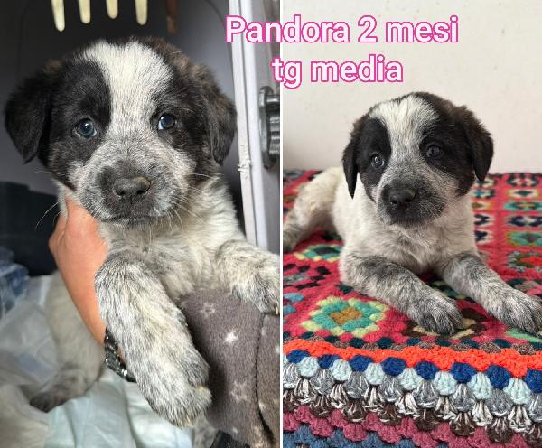 Cucciolotti in adozione  Foto 5