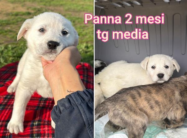 Cucciolotti in adozione  Foto 7