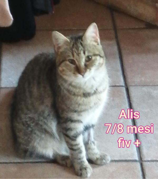 GATTINI ESCLUSI DA TUTTI Foto 6