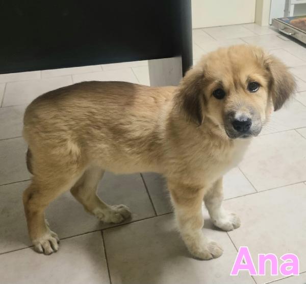 Ana Cucciola Femmina Taglia Medio Grande