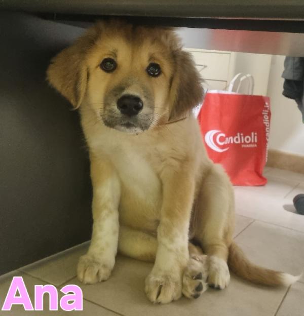 ANA CUCCIOLA FEMMINA TAGLIA MEDIO GRANDE Foto 2