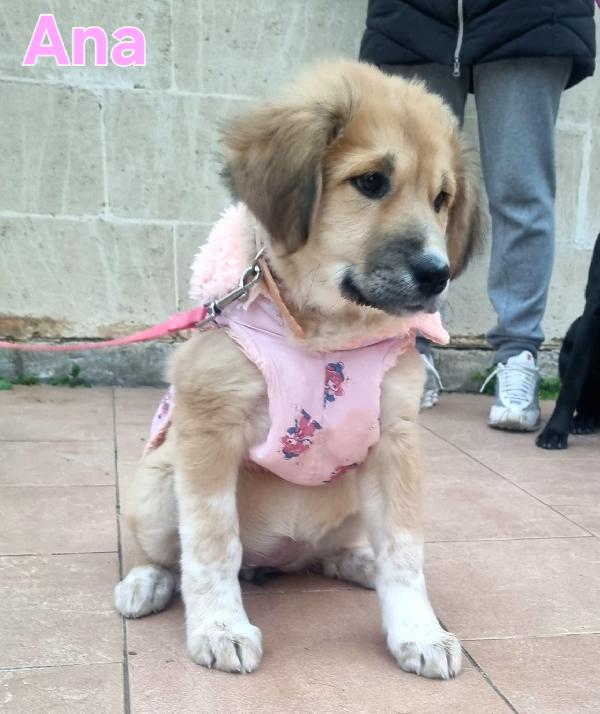 ANA CUCCIOLA FEMMINA TAGLIA MEDIO GRANDE Foto 5