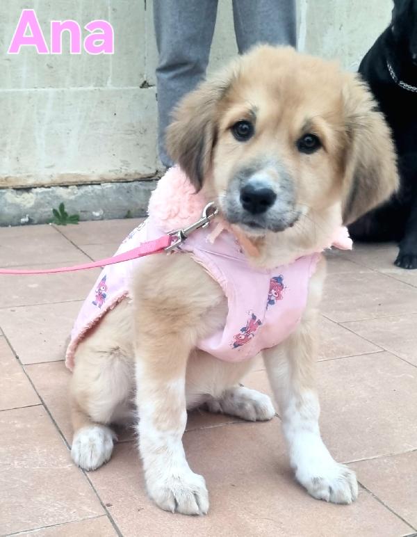 ANA CUCCIOLA FEMMINA TAGLIA MEDIO GRANDE Foto 6