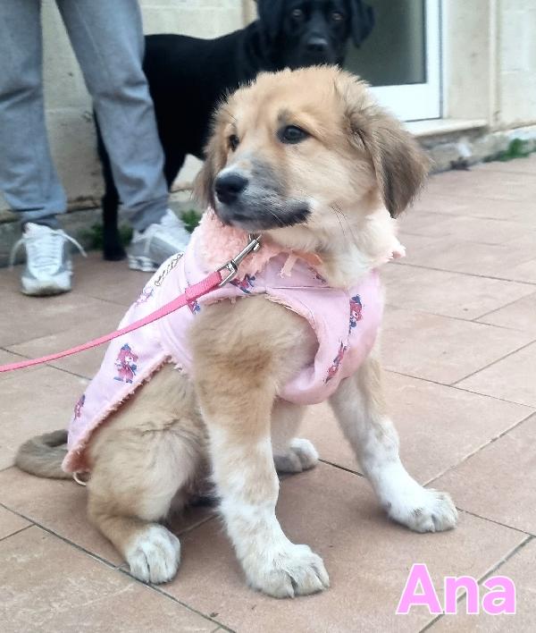 ANA CUCCIOLA FEMMINA TAGLIA MEDIO GRANDE Foto 7