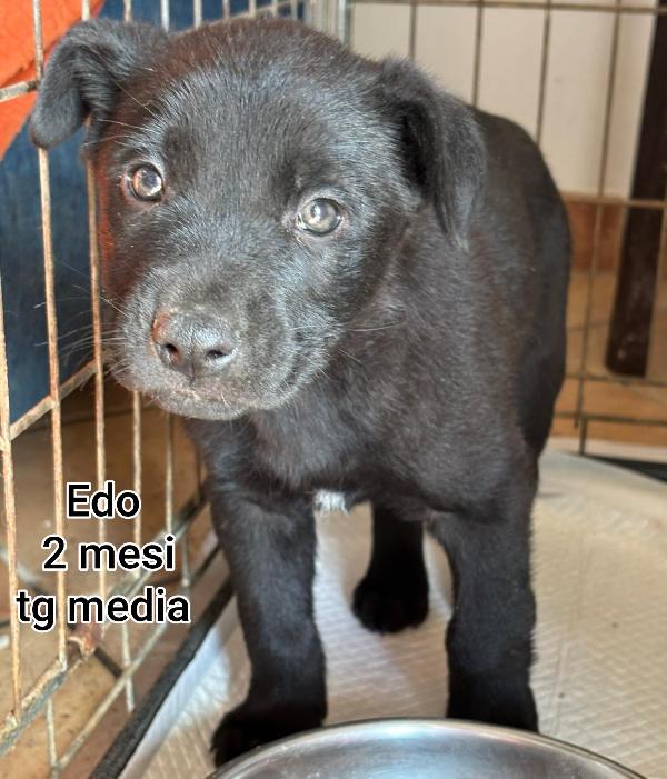 CUCCIOLI DI 2 MESI ABBANDONATI  Foto 5