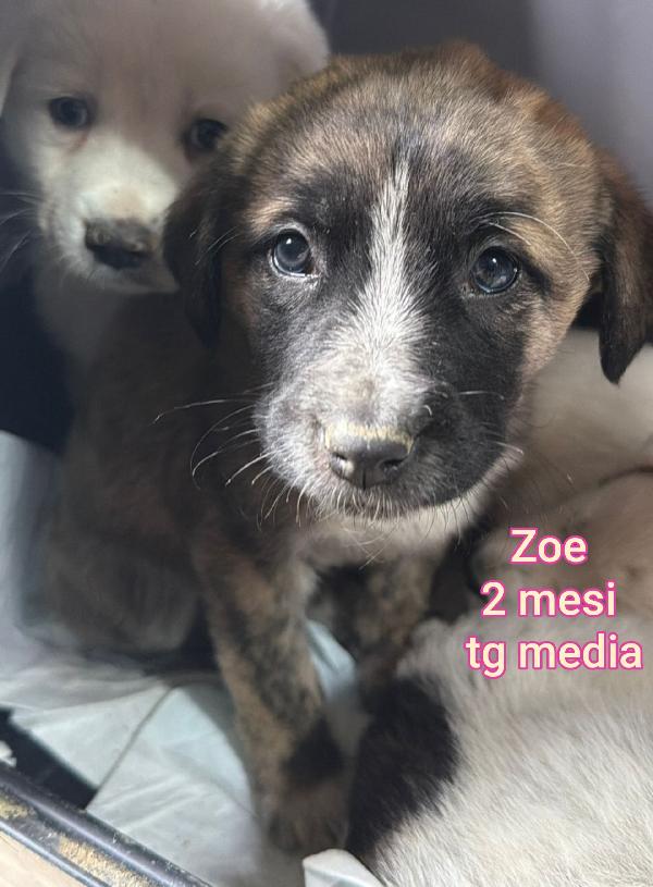 CUCCIOLI DI 2 MESI ABBANDONATI  Foto 6