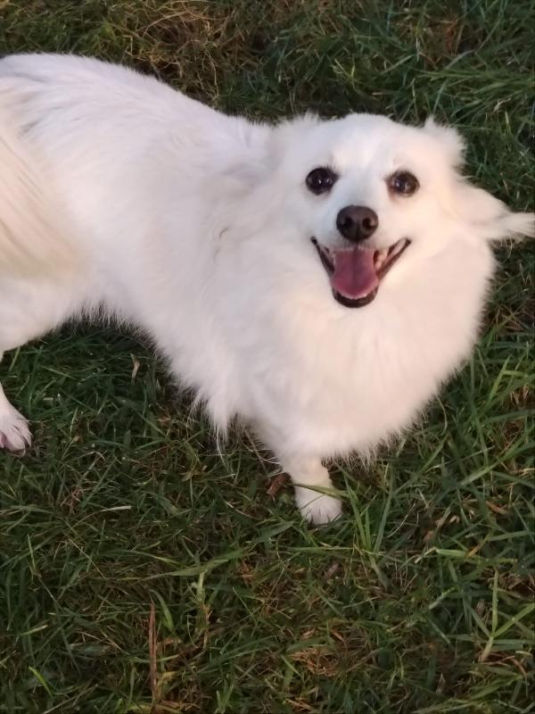 Cagnolina Taglia Piccola
