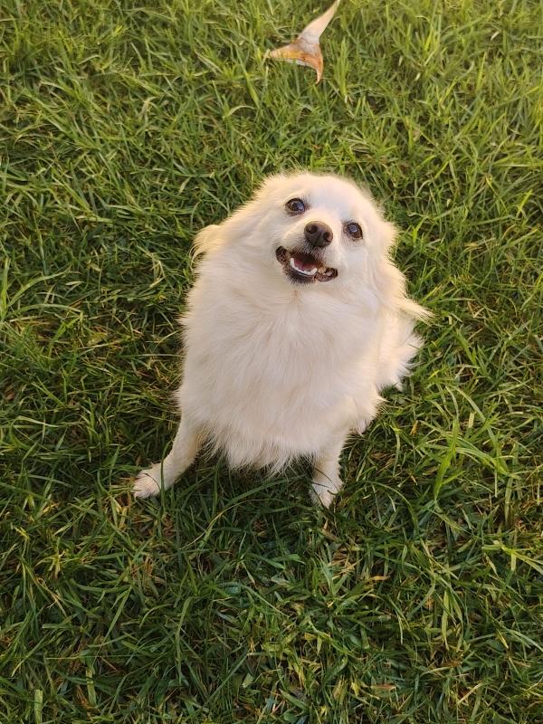 Cagnolina taglia piccola Foto 4
