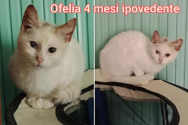 TROPPI MICINI SENZA CASA Foto 3