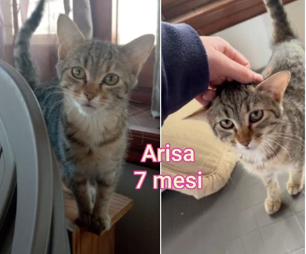 TROPPI MICINI SENZA CASA Foto 5