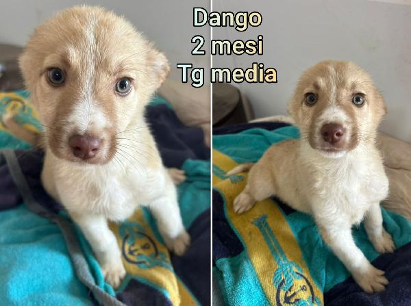 Adozioni Cercasi X Questi Cuccioli 