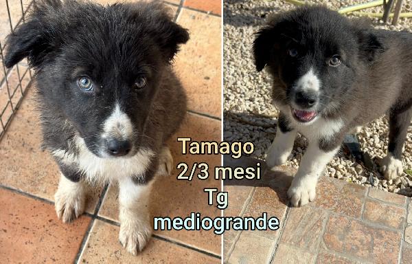 ADOZIONI CERCASI X QUESTI CUCCIOLI  Foto 2