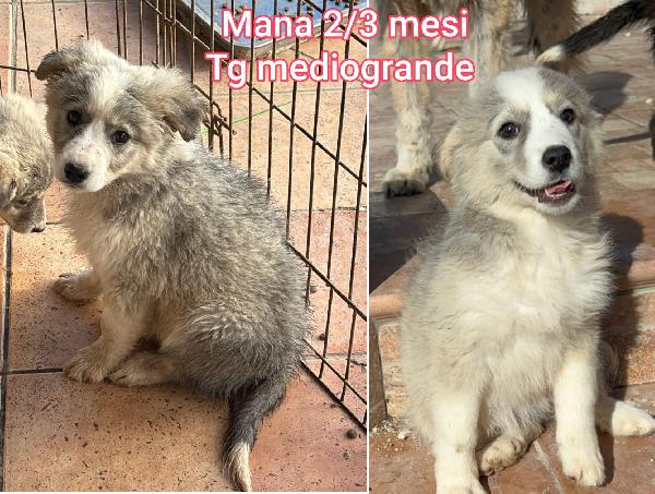 ADOZIONI CERCASI X QUESTI CUCCIOLI  Foto 3