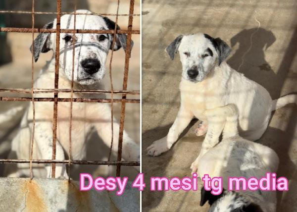 ADOZIONI CERCASI X QUESTI CUCCIOLI  Foto 4