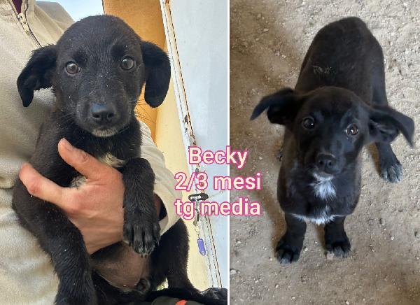 ADOZIONI CERCASI X QUESTI CUCCIOLI  Foto 7