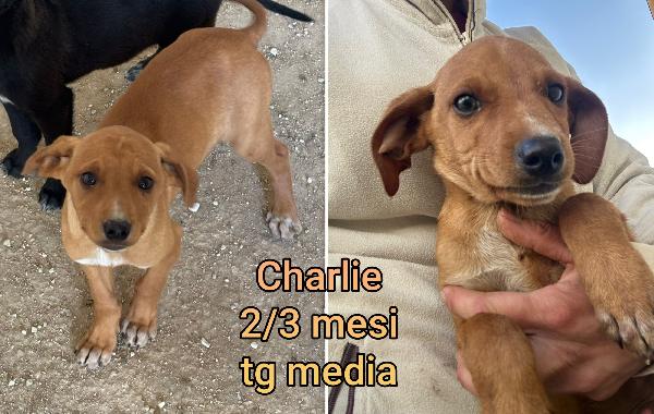 ADOZIONI CERCASI X QUESTI CUCCIOLI  Foto 10