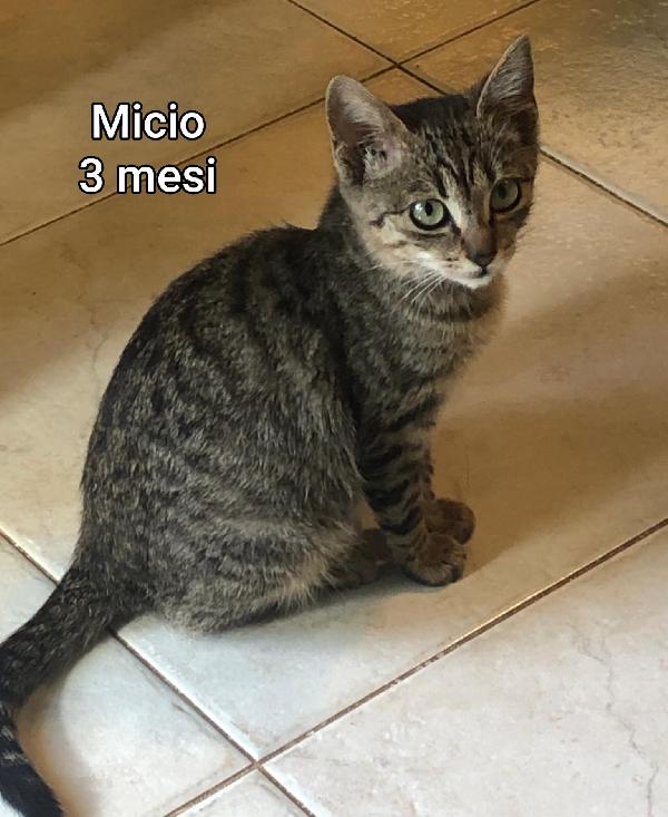 TANTI MICINI: TEMPO SCADUTO  Foto 2