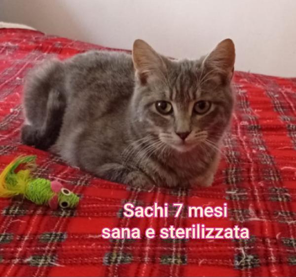 TANTI MICINI: TEMPO SCADUTO  Foto 3