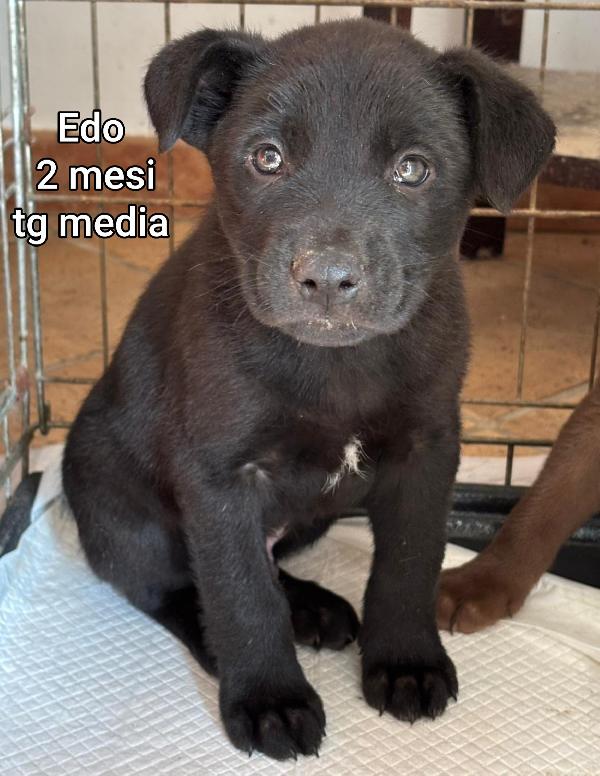 Nessuno guarda questi teneri cucciolini Foto 3