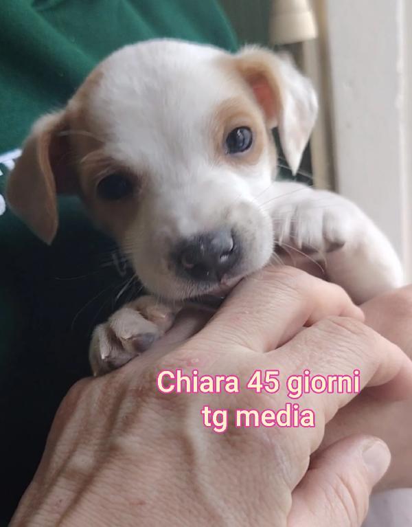 Nessuno guarda questi teneri cucciolini Foto 6