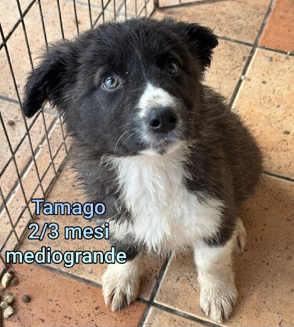 Nessuno guarda questi teneri cucciolini Foto 7