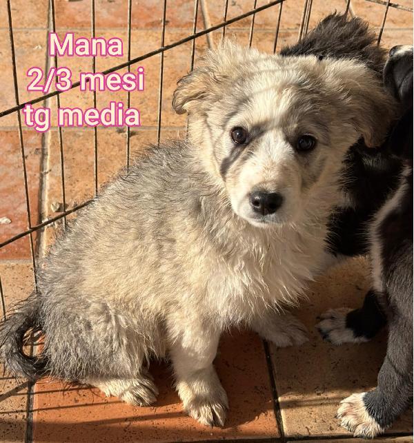 Nessuno guarda questi teneri cucciolini Foto 8