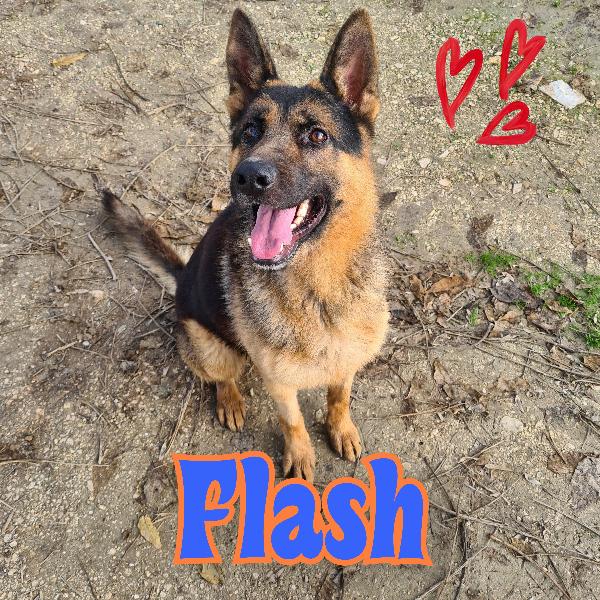 Flash Pastore Tedesco 