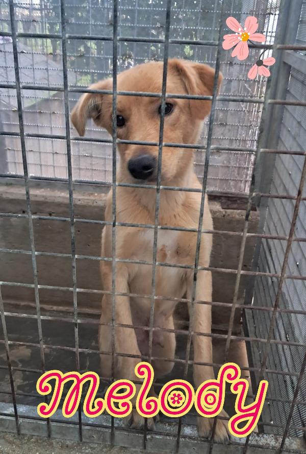 Melody Cagnolina Taglia Medio Piccola 