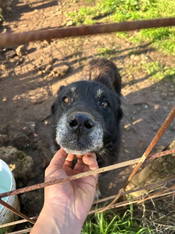 Lupo Splendido Cagnolone Cerca Famiglia 