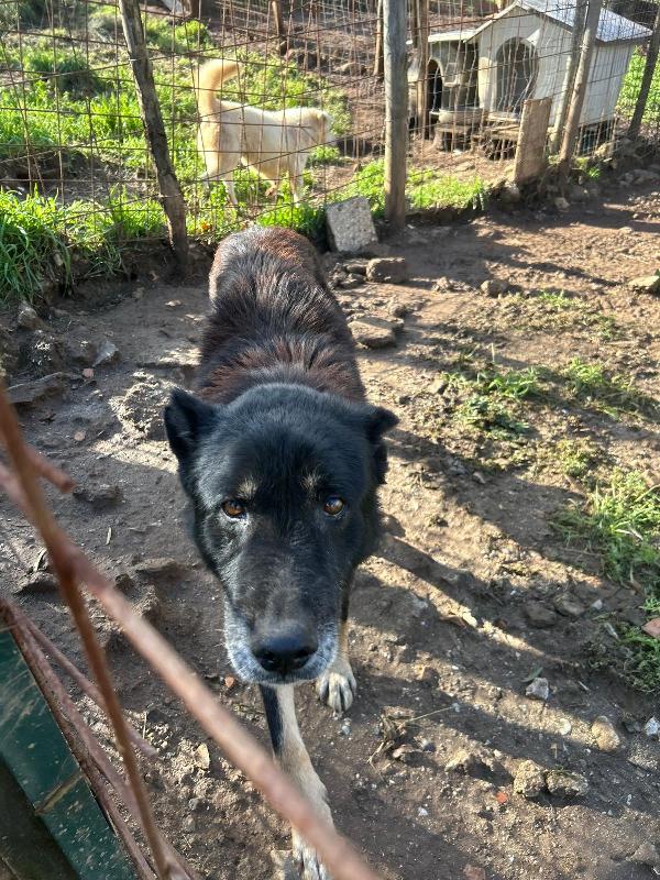Lupo splendido cagnolone cerca famiglia  Foto 2