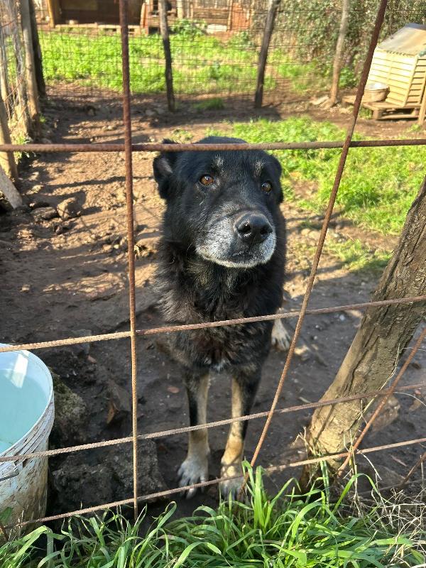 Lupo splendido cagnolone cerca famiglia  Foto 3