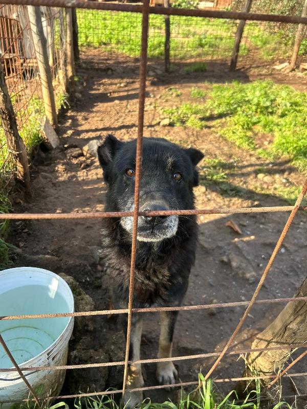 Lupo splendido cagnolone cerca famiglia  Foto 4